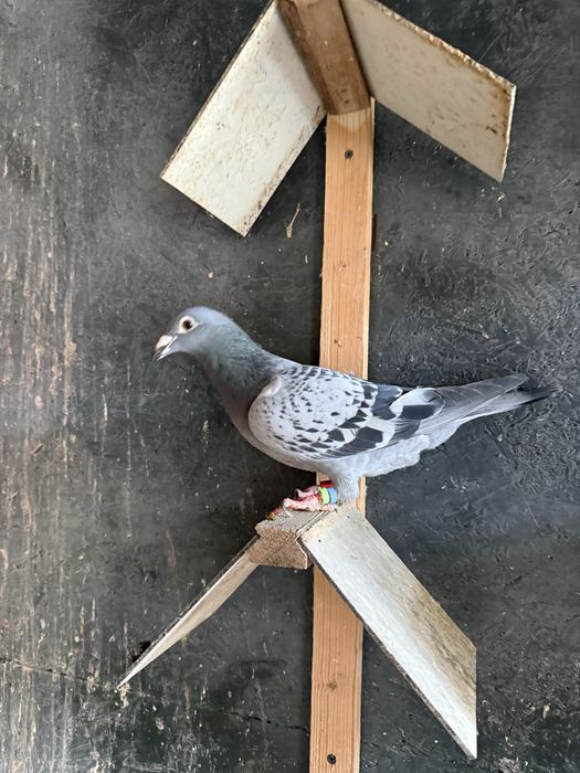 Vand o pereche de porumbei + cuscă si odihnitori