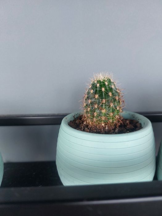 Малки кактуси (Echinopsis) лично предаване София Хиподрума