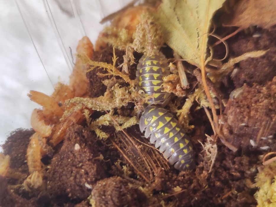 Izopode pentru terarii - Armadillidium gestroi