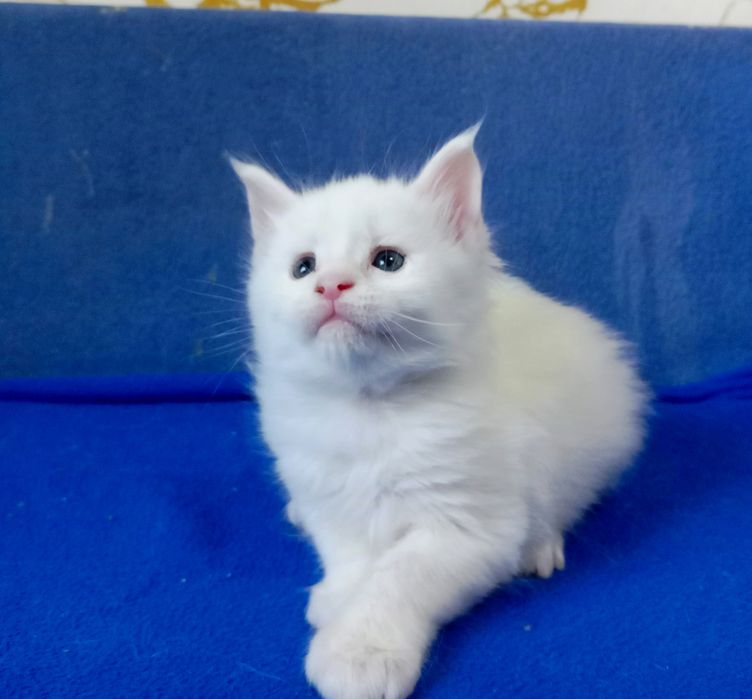 Милейшие котята Мейн Кун