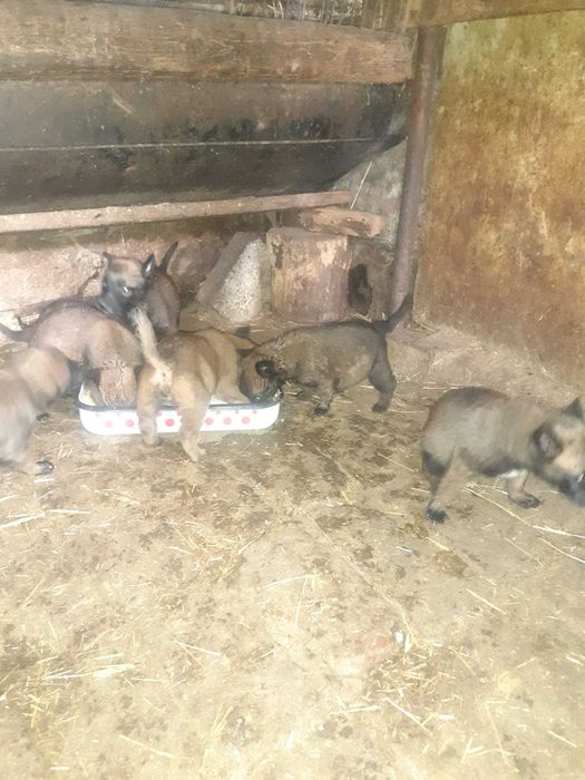 Продавам кученца Белгийска овчарка Малиноа