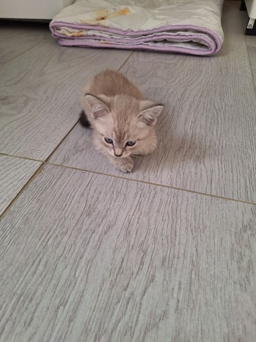 Продается котенок