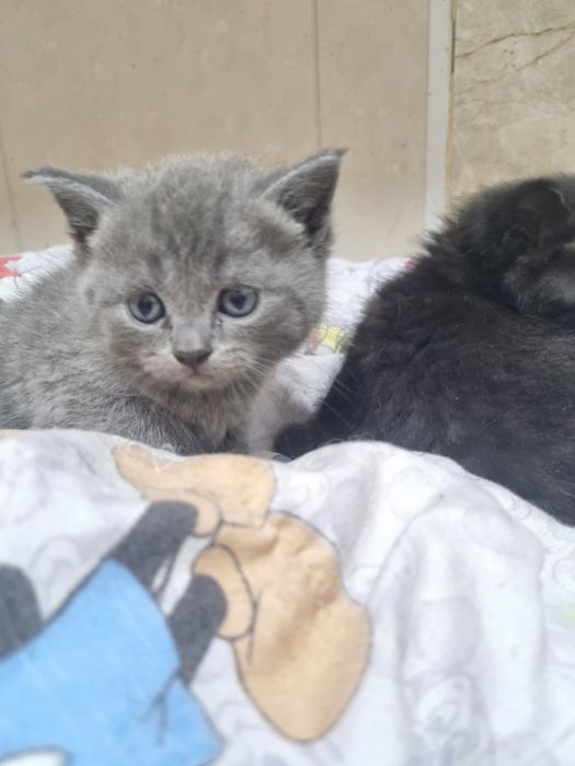 Продаются очаровательные Скоттишь Страйтт.