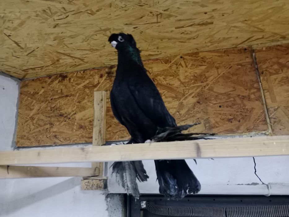 Продам   голубей