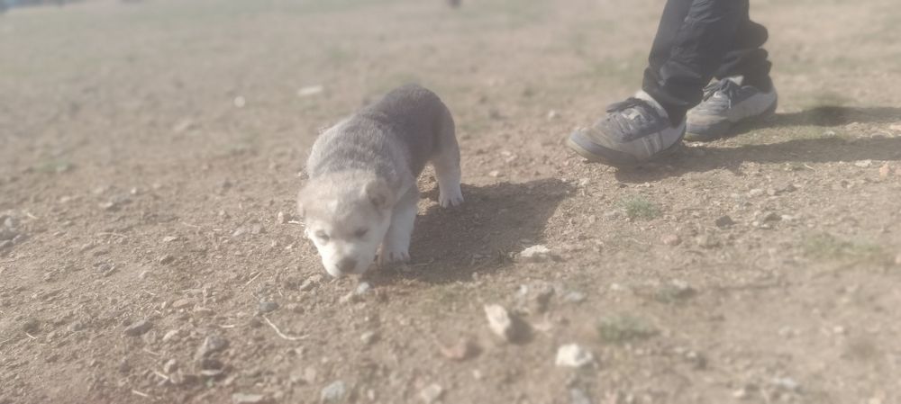 Продаются щенки алабай