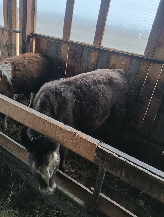 Vând doi viței. vițea metiș de angus cu bălțată și un vițel de bălțată