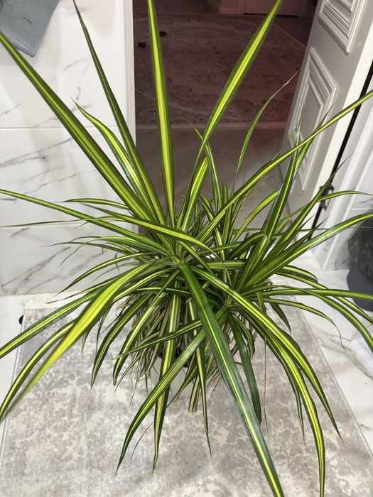 Солнечная Драцена sun ray