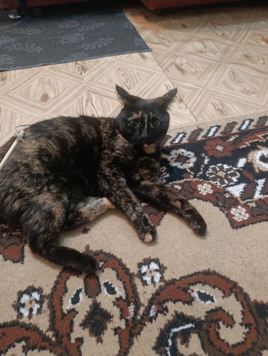 Отдам кошку в хорошие руки