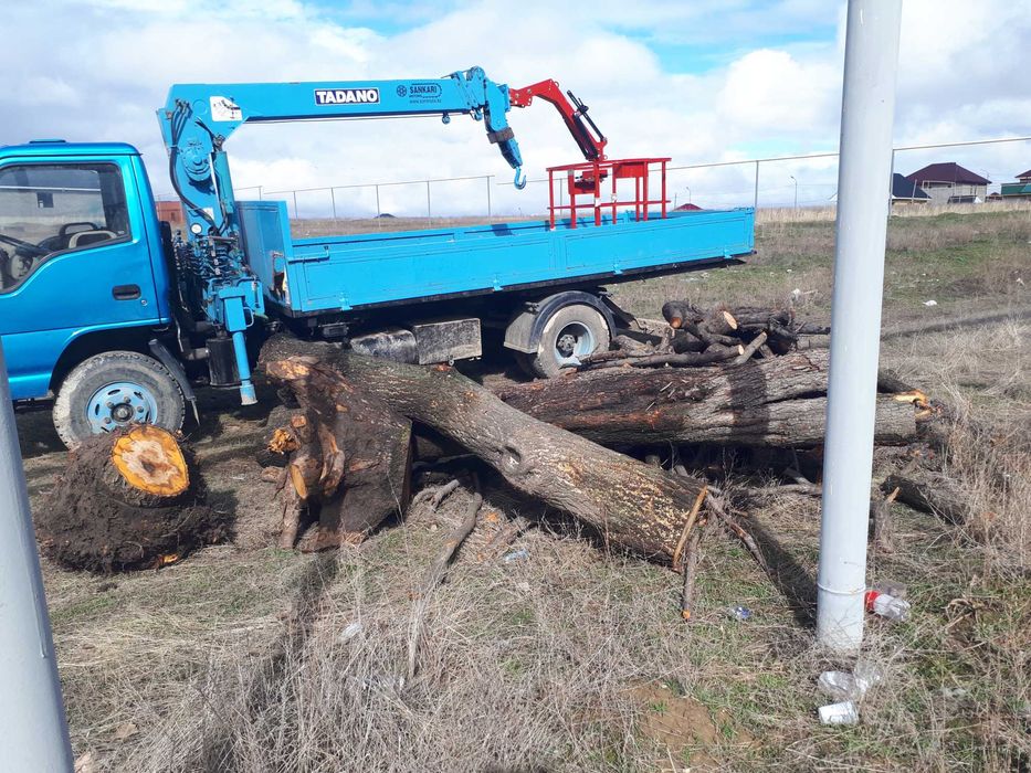 Спил деревьев профессионально