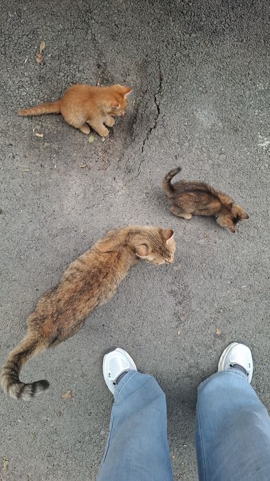 Кошка с котятами