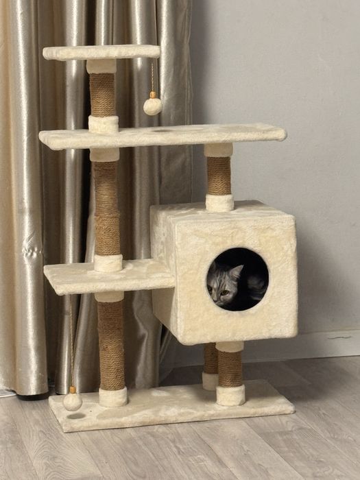 Британский-шиншила кот