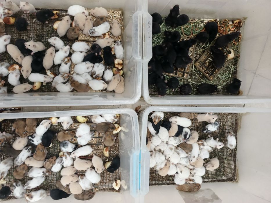 Хомички оптом хомяк