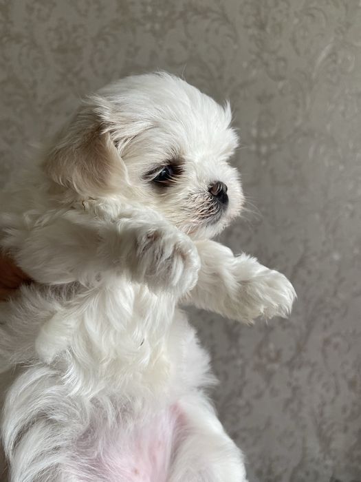 Мальчик мальтезе мини бэбифейс