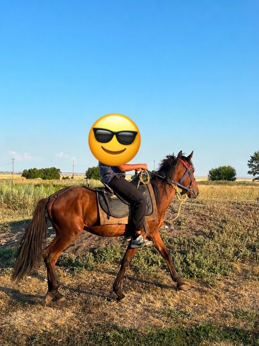 Продам тай жеребчик
