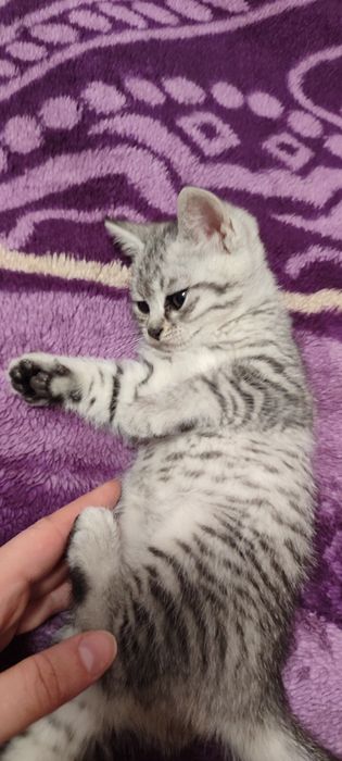 Котята породистые