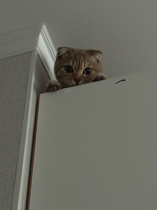 Котёнок Куки продается