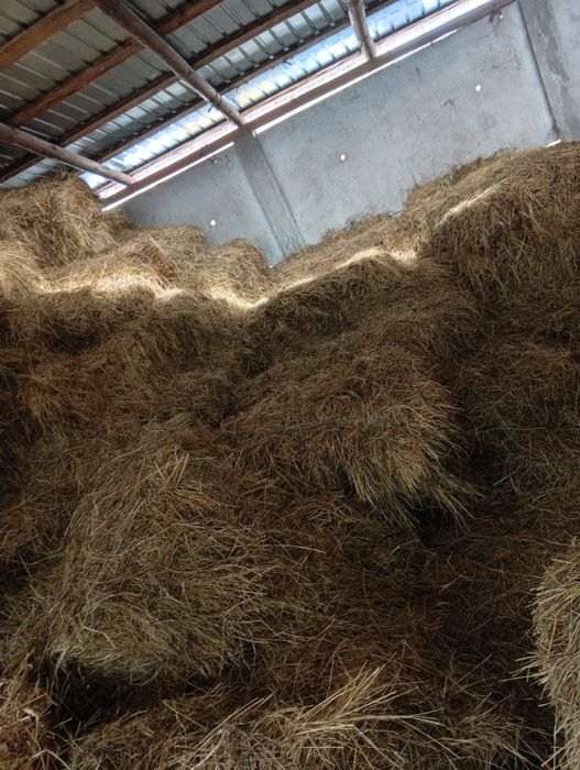 Vând baloți de lucernă și fan