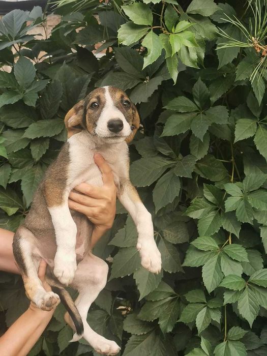 Послушные щенята