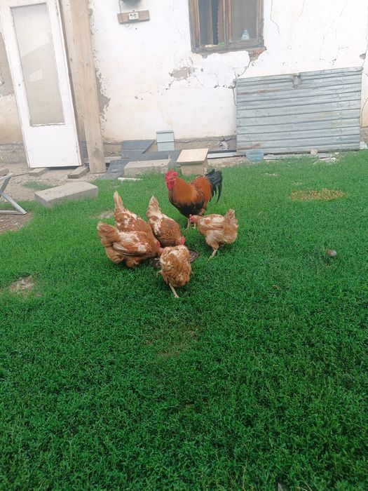 продам куриц с курятником