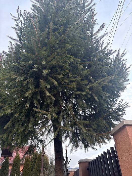 Brad NATURAL pentru împodobit !