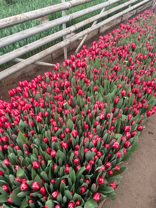 Тюльпаны Опт Предзаказ