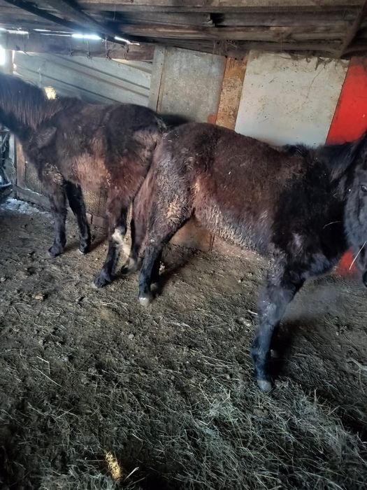 Продаю Жерябят от 350000тг