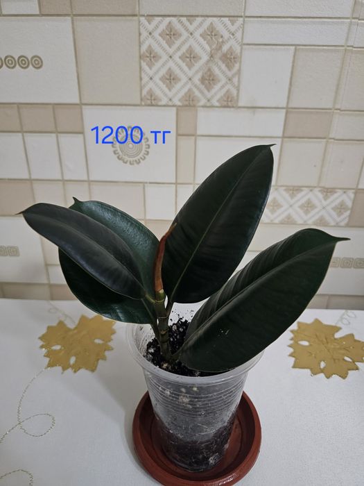 Комнатные  цветы