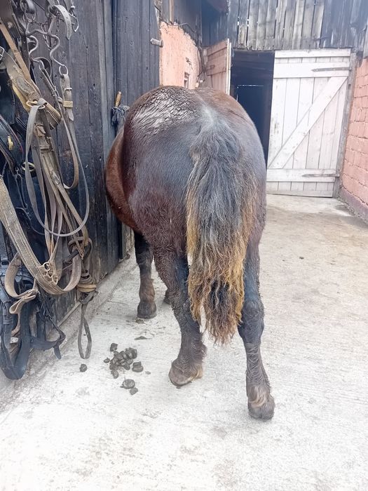 Mânz de 7 luni din cai buni