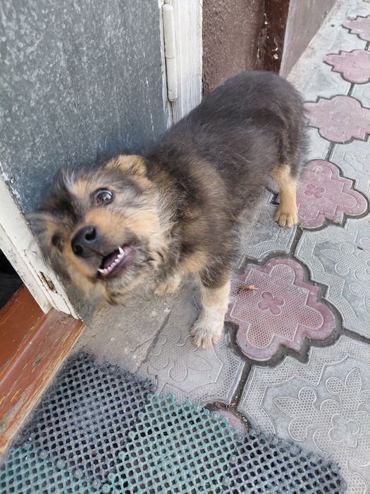 Джек рассел пародистыи шенок