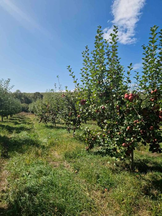 Овощни дръвчета Ябълки, Круши, Сливи, Дюли, Кайсии, Праскови