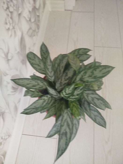 Комнатное расстение