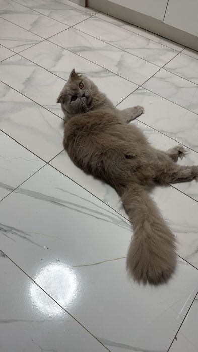 Чистый  шотландский кот