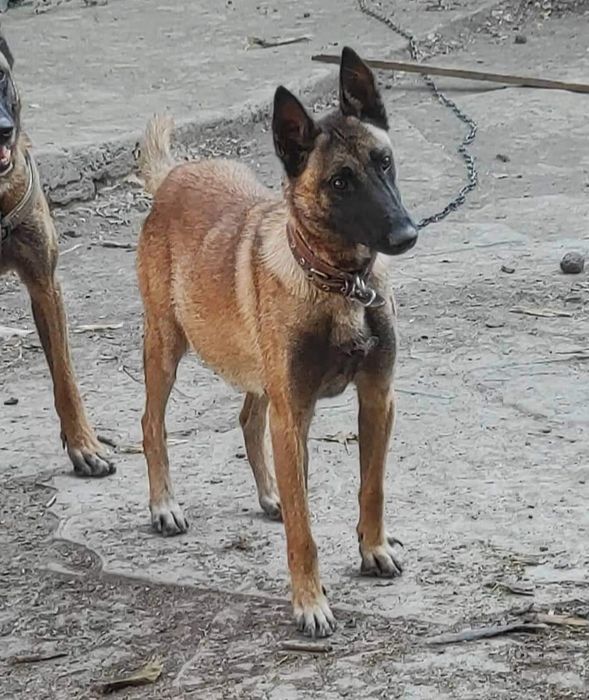 Белгийска овчарка Малиноа