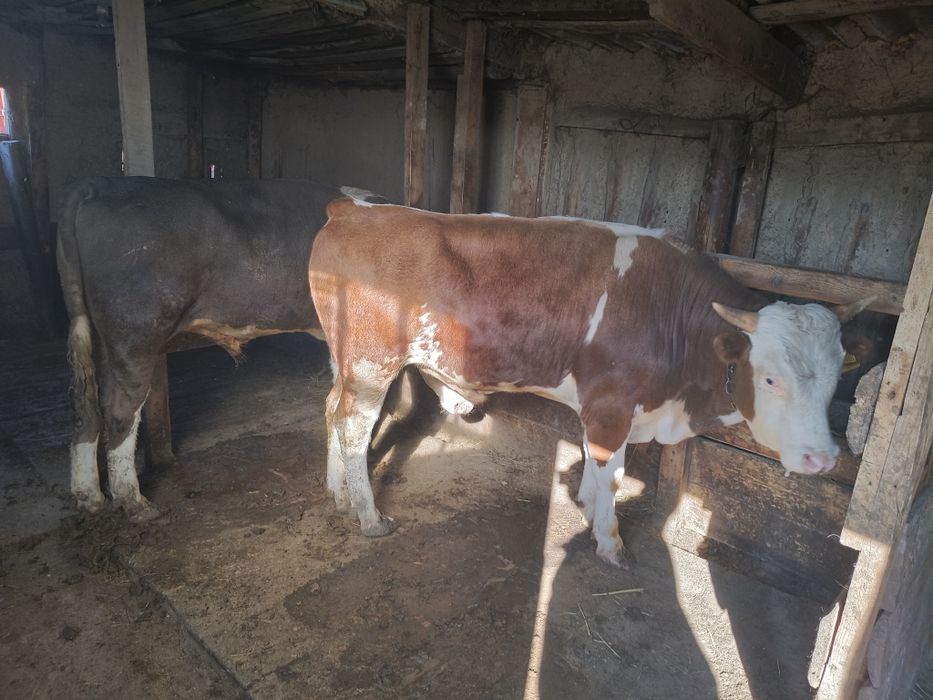 Продам двух бычков