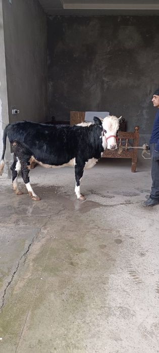 Гунажин сотилади