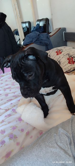 Отдам собаку срочно