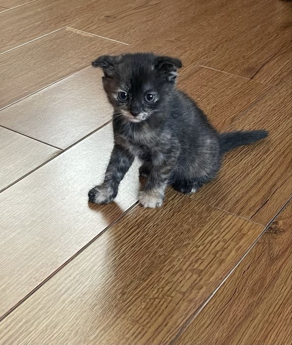 Котенок вислоушка девочка