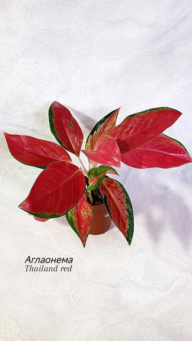 Аглаонемы (взрослые), от 2500 тг