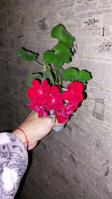 Продам цветы комнатные