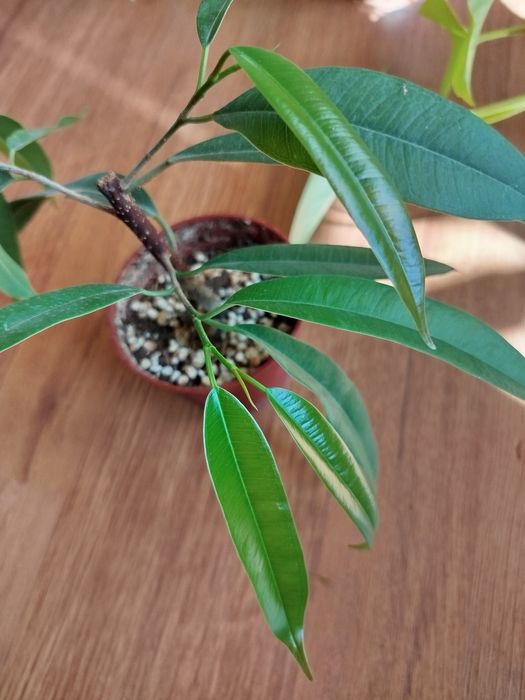 Фикус Али растение