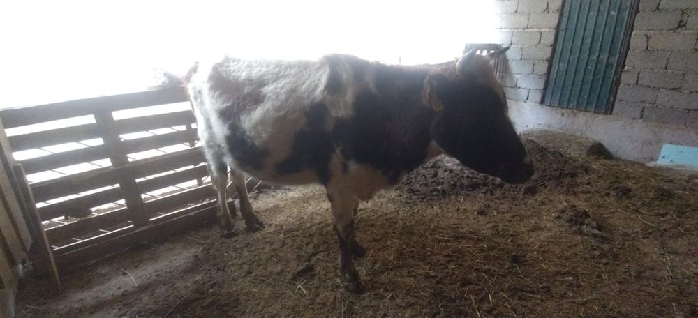 Сиыр буаз бірінші тума