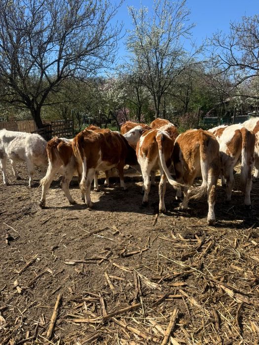 Vând 10 juninci gestante