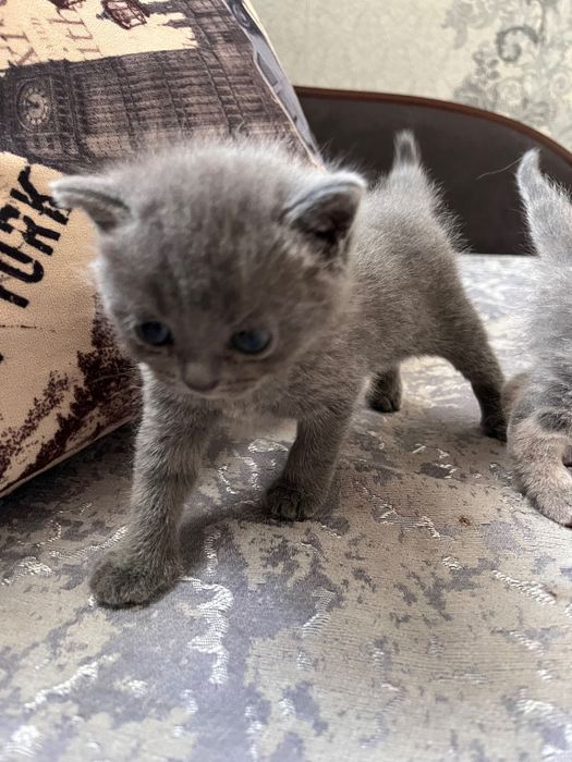 шотландские котята