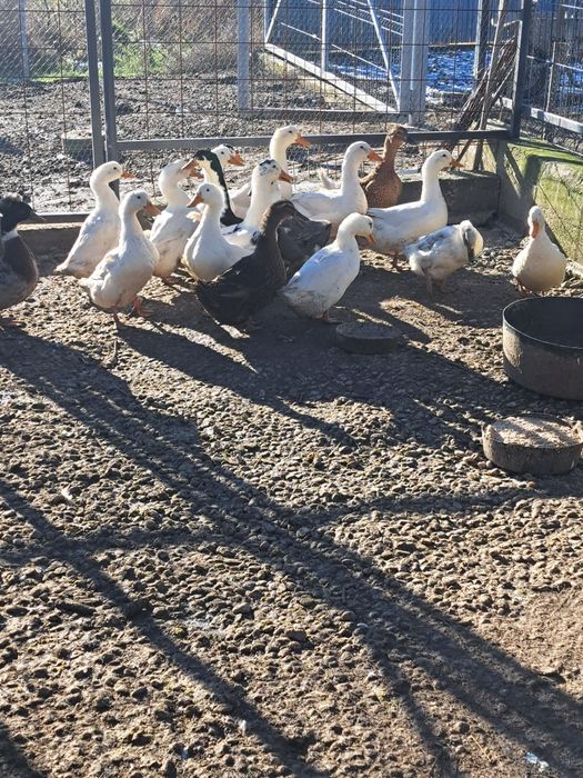 vând sau schimb rațe românești