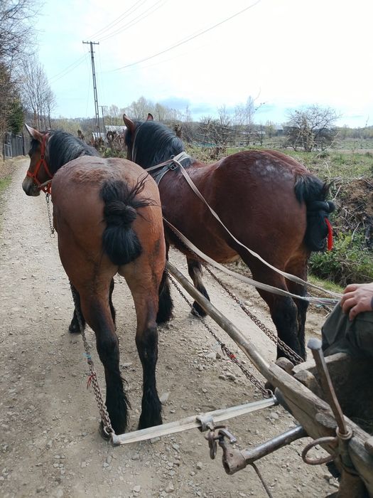 Mânza de vanzare de 3 ani