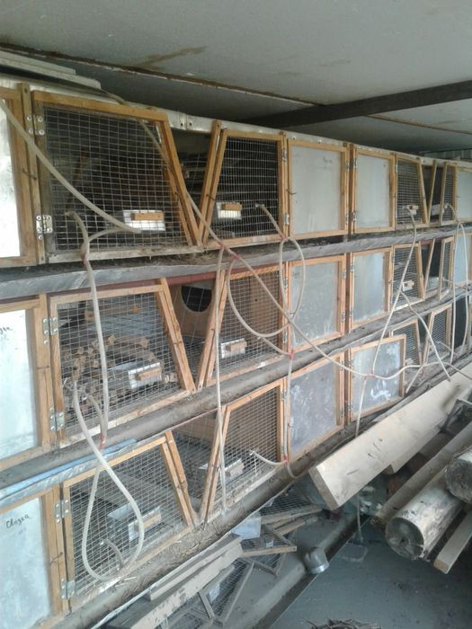 Брудер для кроликов