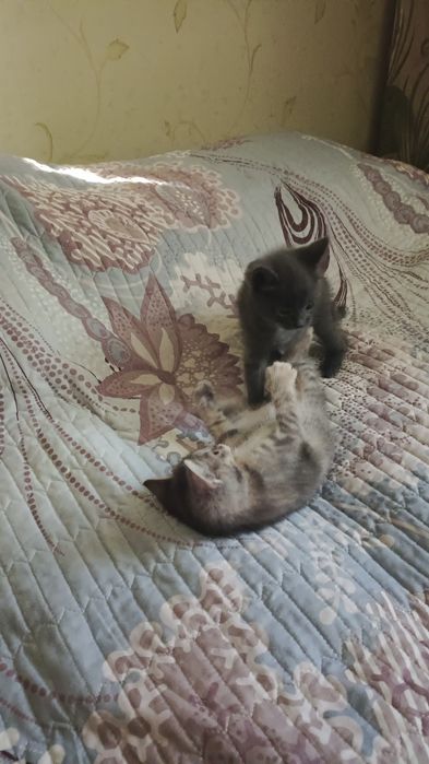 Отдам котят в добрые руки