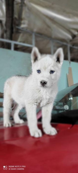 Продам щенков хаски. Родители с щенками.