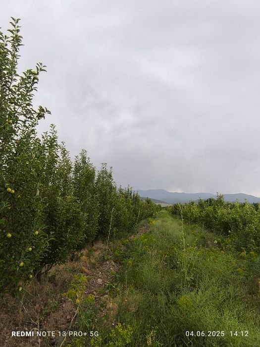 Сад яблоки слива