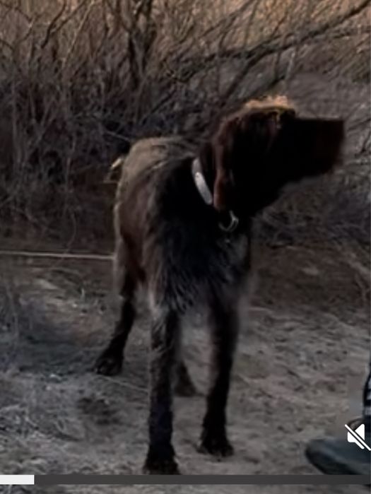 Пропала собака дратхаар